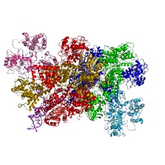 Example Structure of exodeoxyribonuclease V EC#: 3.1.11.5