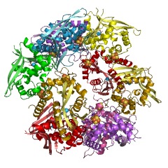 Example Structure of 5' to 3' exodeoxyribonuclease (nucleoside 3'-phosphate-forming) EC#: 3.1.12.1