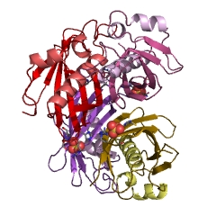 Example Structure of 1,4-dihydroxy-2-naphthoyl-CoA hydrolase EC#: 3.1.2.28