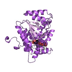 Example Structure of 3-hydroxyisobutyryl-CoA hydrolase EC#: 3.1.2.4