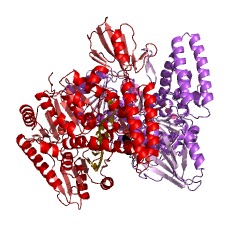 Example Structure of type III site-specific deoxyribonuclease EC#: 3.1.21.5