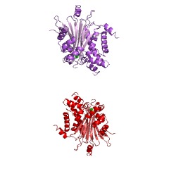 Example Structure of [pyruvate dehydrogenase (acetyl-transferring)]-phosphatase EC#: 3.1.3.43