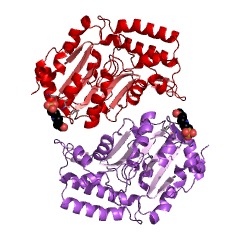 Example Structure of 7-methylguanosine nucleotidase EC#: 3.1.3.91