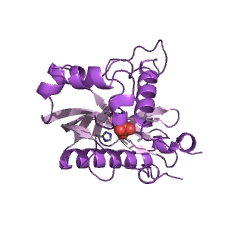 Example Structure of 2',3'-cyclic-nucleotide 3'-phosphodiesterase EC#: 3.1.4.37