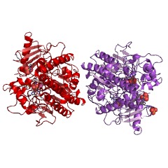 Example Structure of arylsulfatase EC#: 3.1.6.1