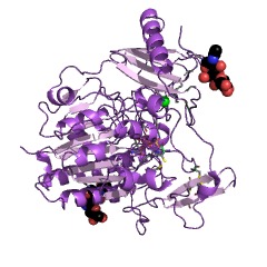 Example Structure of N-acetylgalactosamine-4-sulfatase EC#: 3.1.6.12
