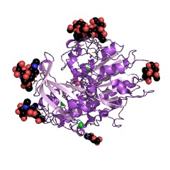 Example Structure of iduronate-2-sulfatase EC#: 3.1.6.13