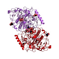 Example Structure of N-acetylgalactosamine-6-sulfatase EC#: 3.1.6.4