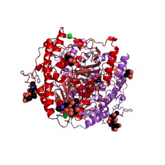 Esempio di struttura di N-sulfoglucosamina sulfoidrolasi N. CE: 3.10.1.1