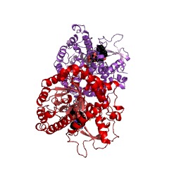 Example Structure of 3alpha(S)-strictosidine beta-glucosidase EC#: 3.2.1.105