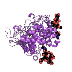 Example Structure of mannosyl-oligosaccharide 1,2-alpha-mannosidase EC#: 3.2.1.113
