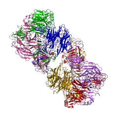 Example Structure of endo-alpha-sialidase EC#: 3.2.1.129