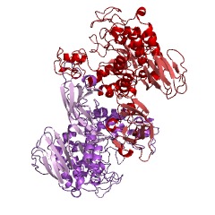 Example Structure of neopullulanase EC#: 3.2.1.135
