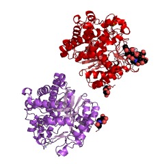 Example Structure of beta-primeverosidase EC#: 3.2.1.149