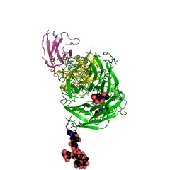 Example Structure of exo-alpha-sialidase EC#: 3.2.1.18