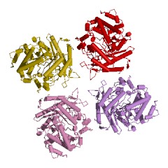 Example Structure of beta-glucosidase EC#: 3.2.1.21
