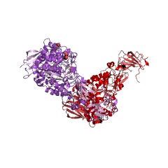 Example Structure of pullulanase EC#: 3.2.1.41