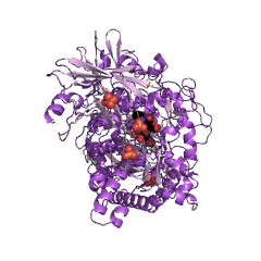 Example Structure of beta-N-acetylhexosaminidase EC#: 3.2.1.52
