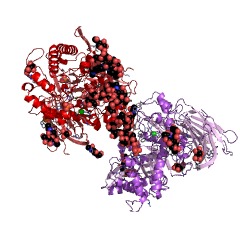 Example Structure of L-iduronidase EC#: 3.2.1.76