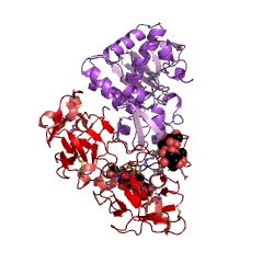 Example Structure of rRNA N-glycosylase EC#: 3.2.2.22