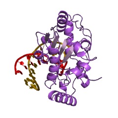 Example Structure of uridine nucleosidase EC#: 3.2.2.3