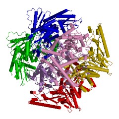 Example Structure of AMP nucleosidase EC#: 3.2.2.4