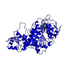 Example Structure of leucyl aminopeptidase EC#: 3.4.11.1