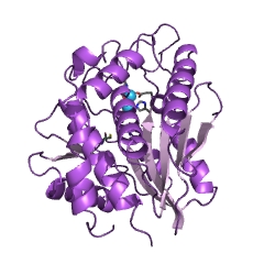 Example Structure of bacterial leucyl aminopeptidase EC#: 3.4.11.10