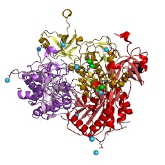 Example Structure of aminopeptidase Y EC#: 3.4.11.15