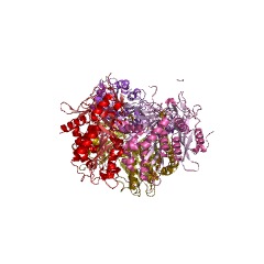 Example Structure of aminopeptidase I EC#: 3.4.11.22