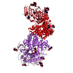 Example Structure of cystinyl aminopeptidase EC#: 3.4.11.3