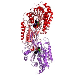 Example Structure of cytosol nonspecific dipeptidase EC#: 3.4.13.18