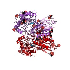 Example Structure of beta-Ala-His dipeptidase EC#: 3.4.13.20