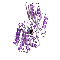 Example Structure of Xaa-His dipeptidase EC#: 3.4.13.3