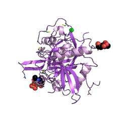 Example Structure of dipeptidyl-peptidase I EC#: 3.4.14.1