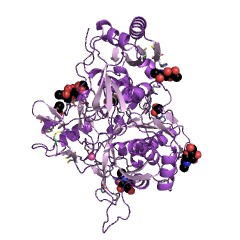 Example Structure of tripeptidyl-peptidase I EC#: 3.4.14.9