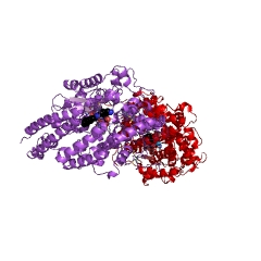 Example Structure of peptidyl-dipeptidase A EC#: 3.4.15.1