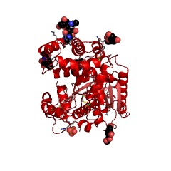 Example Structure of lysosomal Pro-Xaa carboxypeptidase EC#: 3.4.16.2