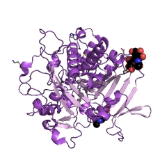 Example Structure of carboxypeptidase D EC#: 3.4.16.6