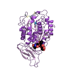 Example Structure of carboxypeptidase M EC#: 3.4.17.12
