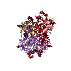 Example Structure of Glutamate carboxypeptidase II EC#: 3.4.17.21