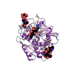 Example Structure of metallocarboxypeptidase D EC#: 3.4.17.22