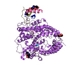 Example Structure of angiotensin-converting enzyme 2 EC#: 3.4.17.23