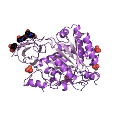 Example Structure of lysine carboxypeptidase EC#: 3.4.17.3