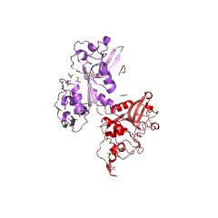 Example Structure of cathepsin X EC#: 3.4.18.1