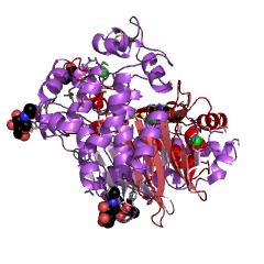 Example Structure of leukotriene-C4 hydrolase EC#: 3.4.19.14