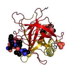 Example Structure of chymotrypsin EC#: 3.4.21.1