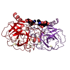 Example Structure of kallikrein 13 EC#: 3.4.21.119