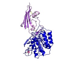 Example Structure of microbial serine proteases (included subtilisin, Escherichia coli periplasmic proteinase, Aspergillus alkaline proteinase, Tritirachium alkaline proteinase, Arthrobacter serine proteinase, thermomycolin, thermophilic Streptomyces serine proteinase and Can EC#: 3.4.21.14
