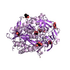 Example Structure of prolyl oligopeptidase EC#: 3.4.21.26